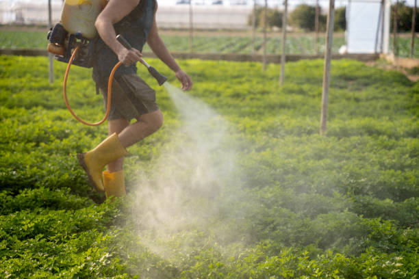Best Affordable Pest Control Services  in Rising Sun, MD