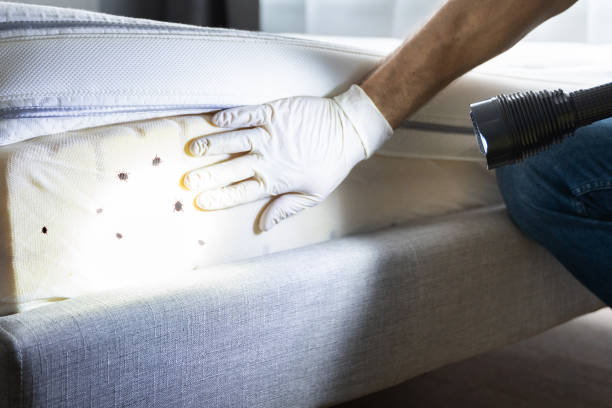 Best Best Pest Control Companies  in Rising Sun, MD