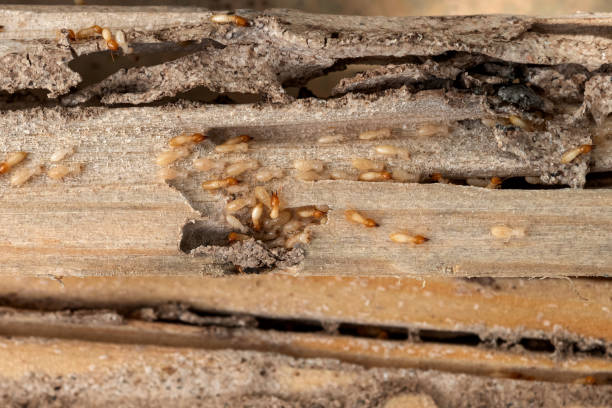 Best Flea Control Services  in Rising Sun, MD