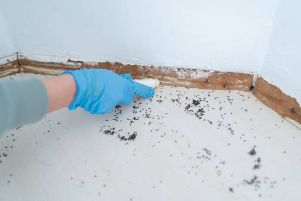 Flea Control Services in Rising Sun, MD